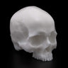 A Pound of Flesh Yorick Skull Practice Skin - Bloody Wolf Tattoo Supply